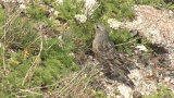 Video of Alpine Accentor - Alpine Accentor finding insects in the top of the mountain.